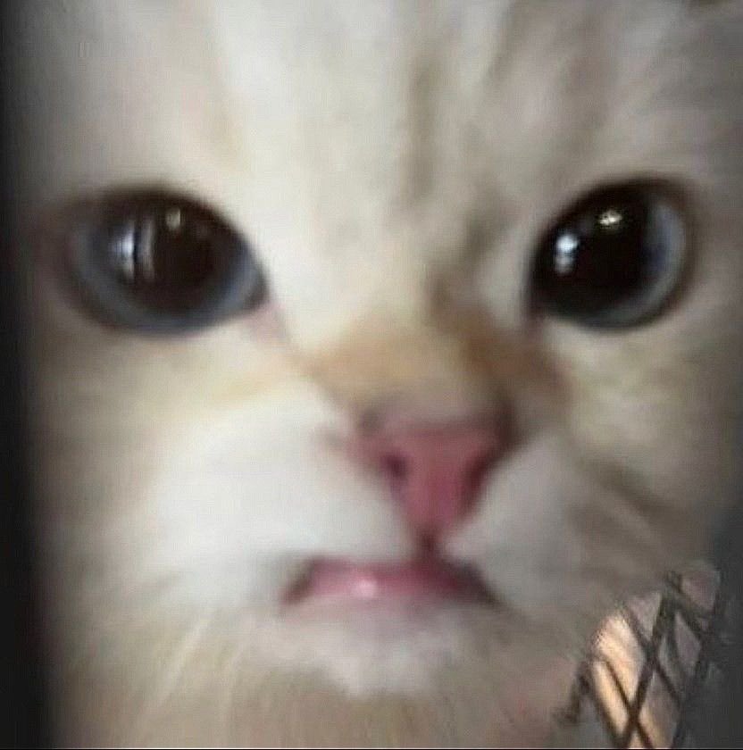 imsullyoon's tweet image. 𝘮𝘺 𝘴𝘱𝘪𝘳𝘪𝘵 𝘢𝘯𝘪𝘮𝘢𝘭 𝘪𝘯 𝘢 𝘯𝘶𝘵𝘴𝘩𝘦𝘭𝘭. ^. .^₎⟆♡
. . spot the difference !  ꒰ there is none ꒱