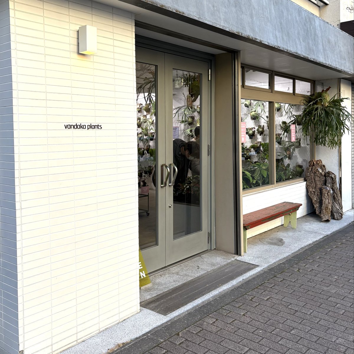 恵比寿を散歩、ビカクシダ専門店バンダカプランツさんに行って来ました
カッコいいビカクシダの嵐🌀ヤバいヤバい

vandaka plants GALLERY TOKYO
東京都目黒区三田2-4-8
X <a href="/vandaka_plants/">vandaka plants</a>
Instagram @vandakaplants_gallerytokyo