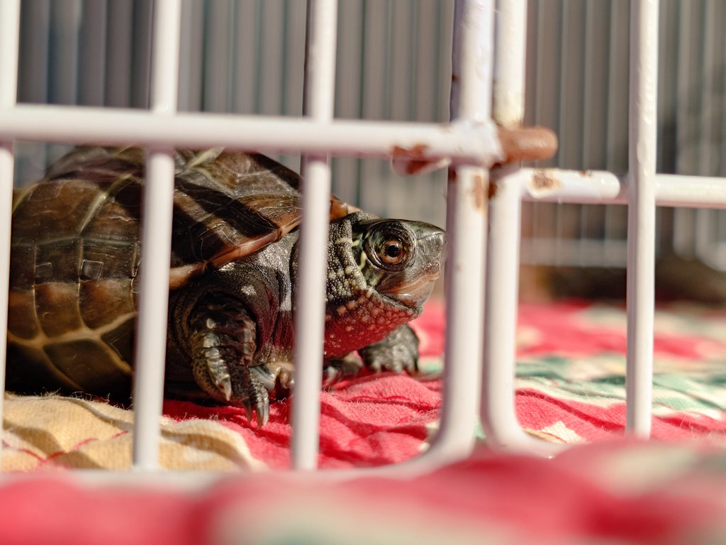 NtokD's tweet photo. 子ガメ
散歩中🐢 https://t.co/8vdpLR5bgR