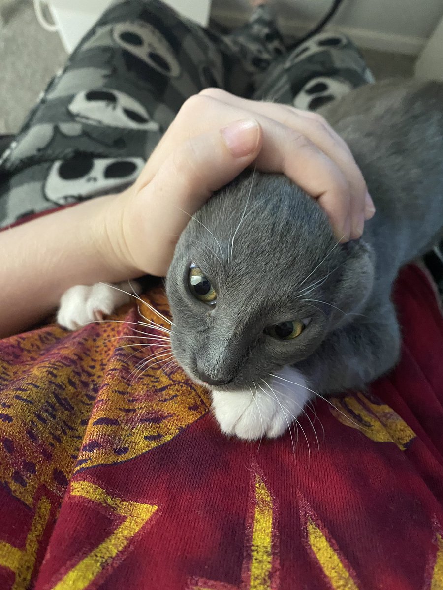 roboticaldog's tweet image. my cat as a bit of a dragon. this is the Yawning Beast