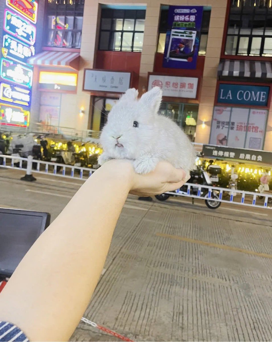 DencaVT's tweet image. Haven't been posting too much these last few days, been insanely busy catching up on commissions!

Looking forward to hanging out with everyone later tonight!