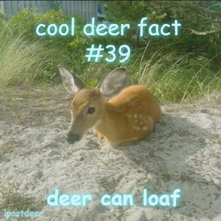 ipostdeer's tweet photo. https://t.co/ZewYsUFVqc