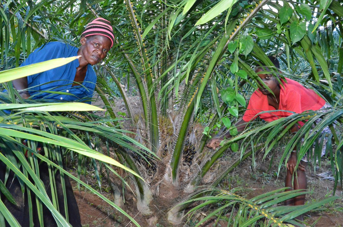 MAAIF_Uganda's tweet photo. Oil palm sub-sector: The Ministry of Agriculture, Animal Industry and Fisheries has provided  detailed schedules for compensation of @NOPP_UG Project Affected Persons (PAPs) in Buvuma.

Details and lists in full press release accessible via this link  
🔗https://t.co/RCHm7pa1mG https://t.co/liIYnFAUvr