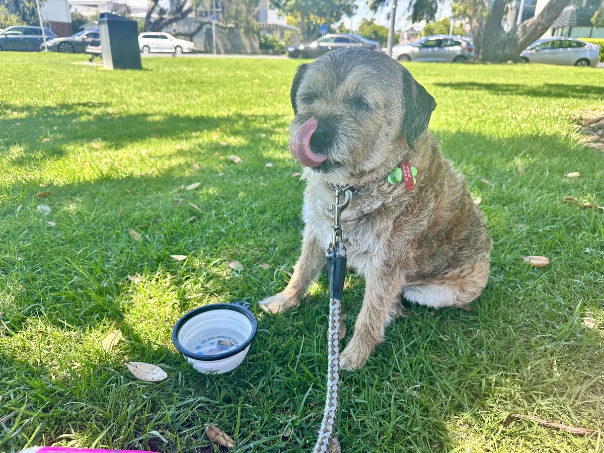 MossTheBT's tweet photo. 31C today. Went to the village for ice cream π¦ #Sharesies #Banoffee scoop ππ https://t.co/ruwWvM4xfD