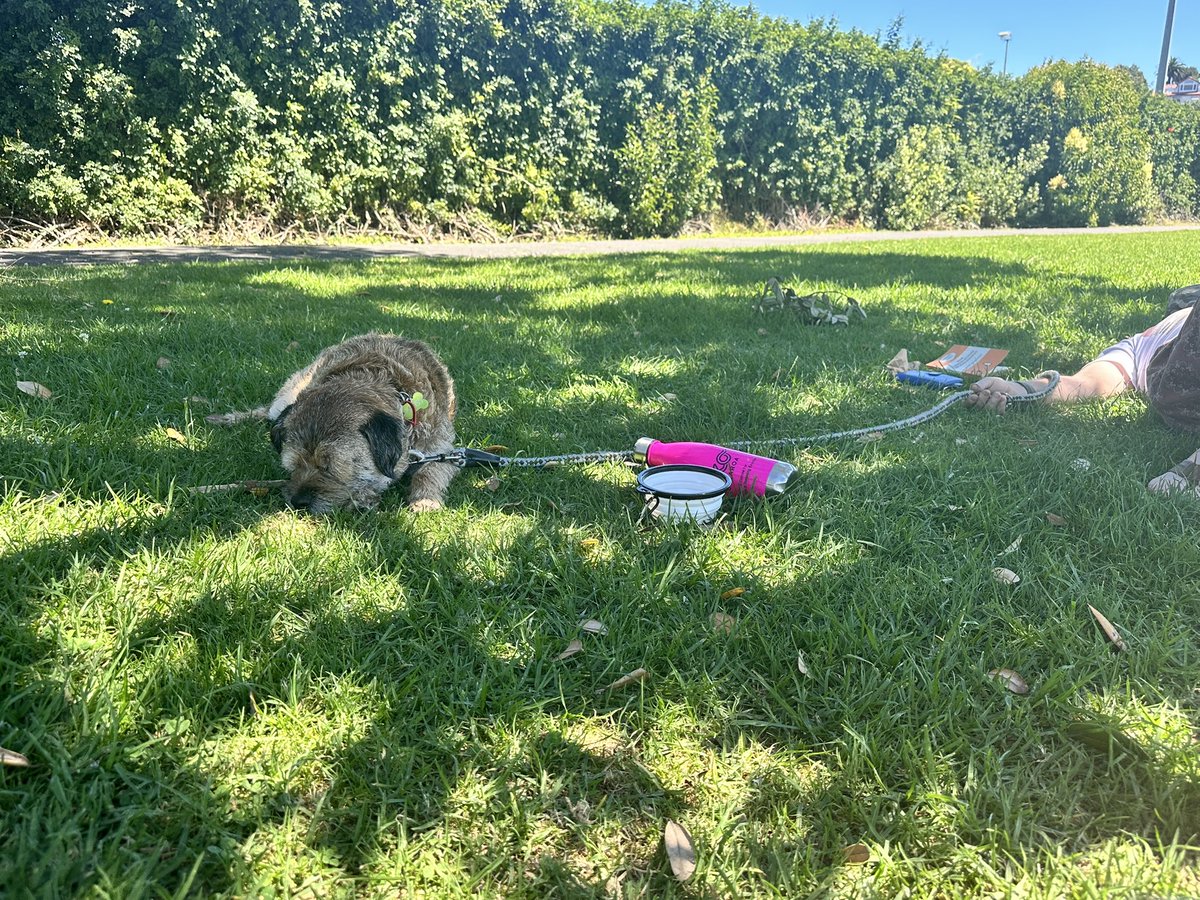 MossTheBT's tweet photo. 31C today. Went to the village for ice cream π¦ #Sharesies #Banoffee scoop ππ https://t.co/ruwWvM4xfD
