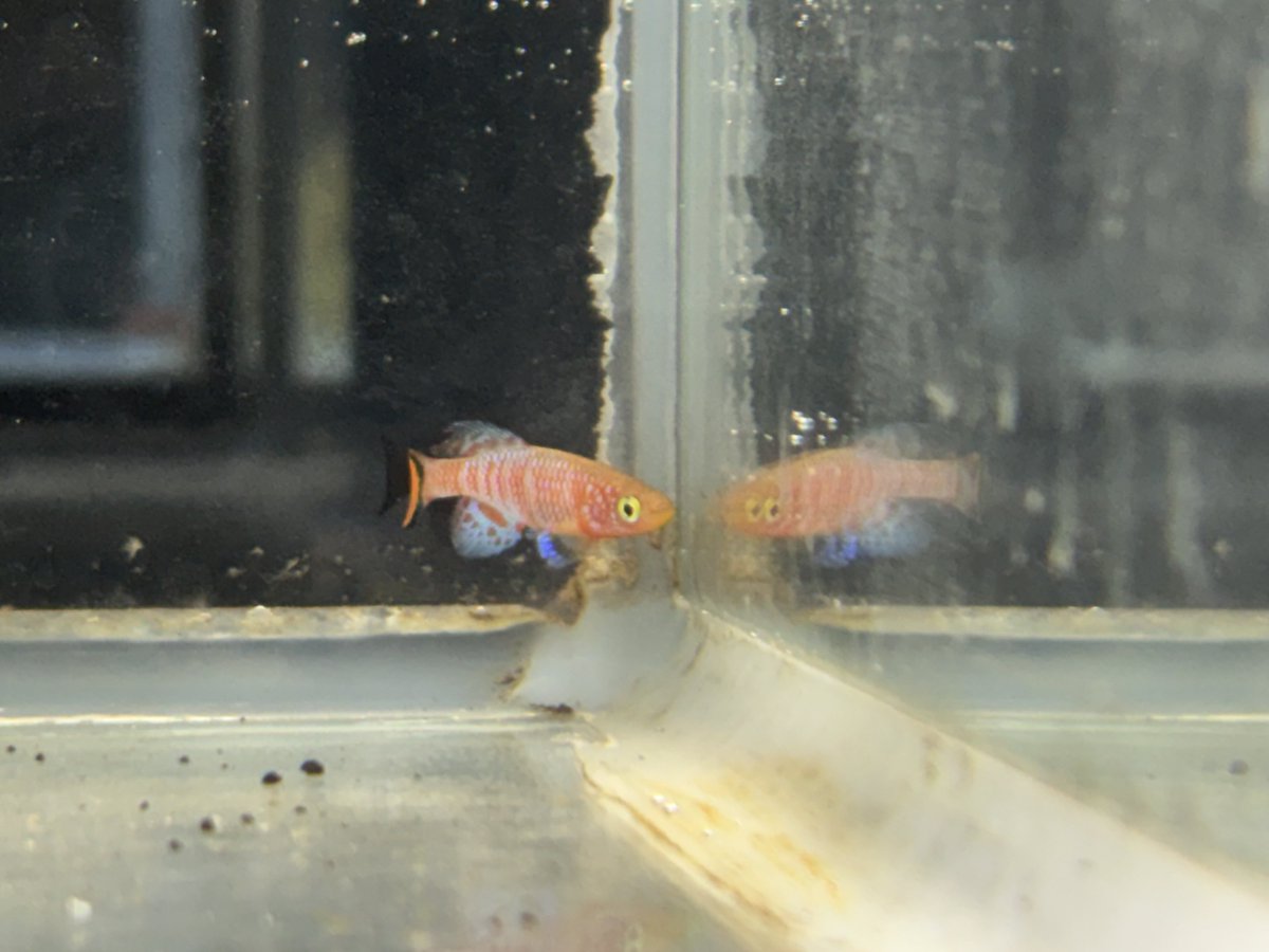 evisuke0's tweet image. 現在ミイロとキオビと赤子の
鳴き声が永遠にループする家です😟

デビュー