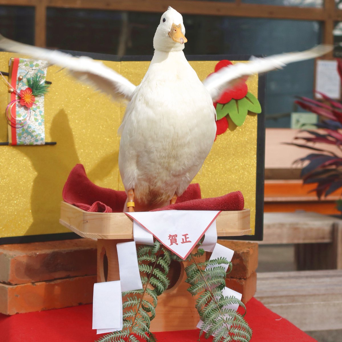 matsuevogelpark's tweet image. ぱっか～ん！ 鏡開き～！

#鏡もち　#コールダック