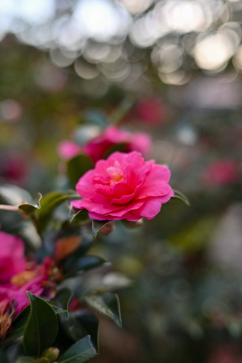 こんにちは( ¨̮ )