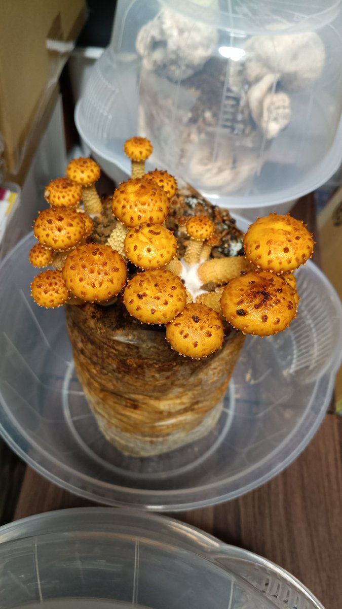 自家栽培ヌメリズギタケモドキと茸たくさん汁と化物みたいになってる