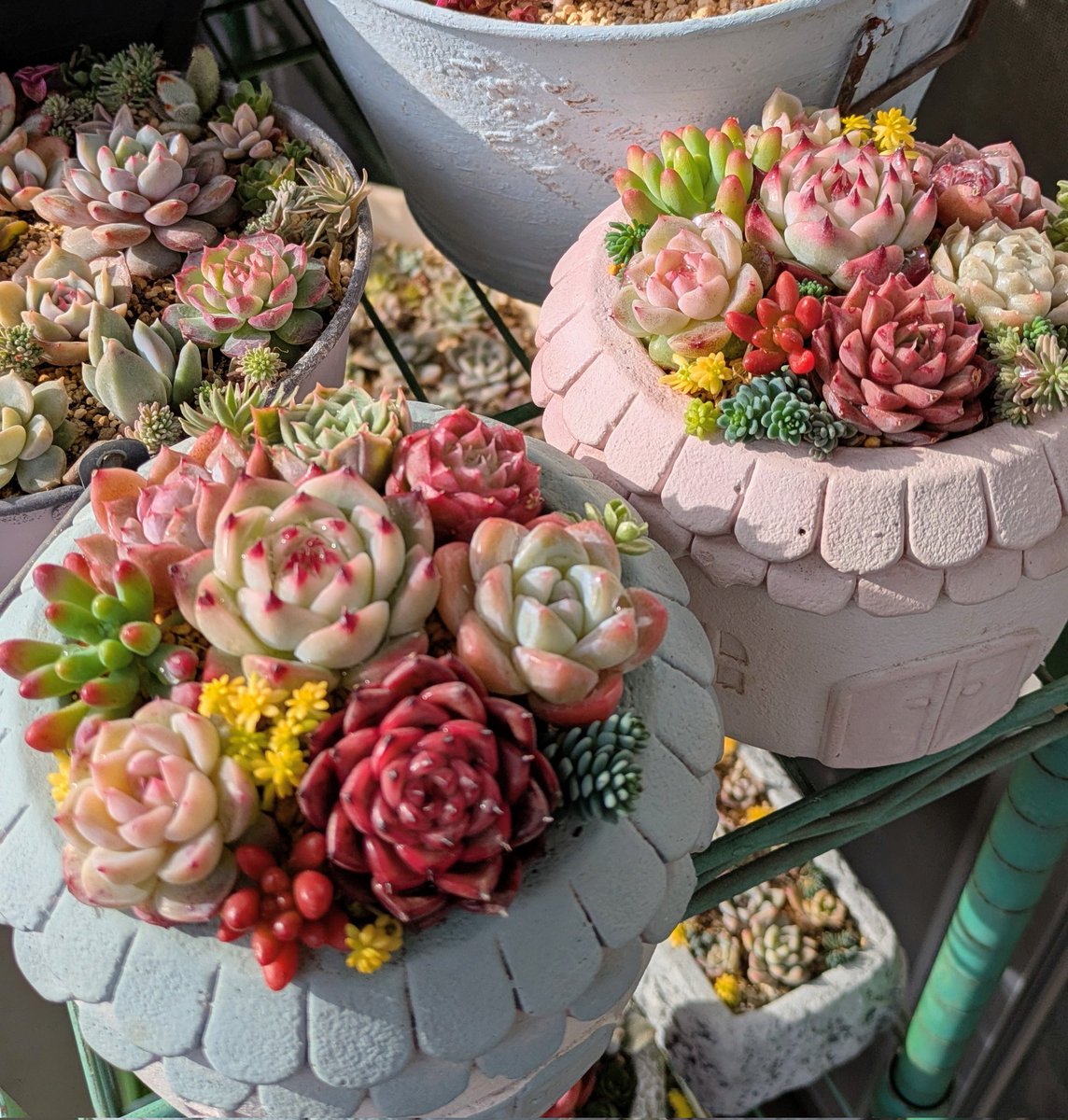 ⠀速達付き】まめこ様ご依頼分 桜大福他 多肉 エケベリア 錦玉園さん