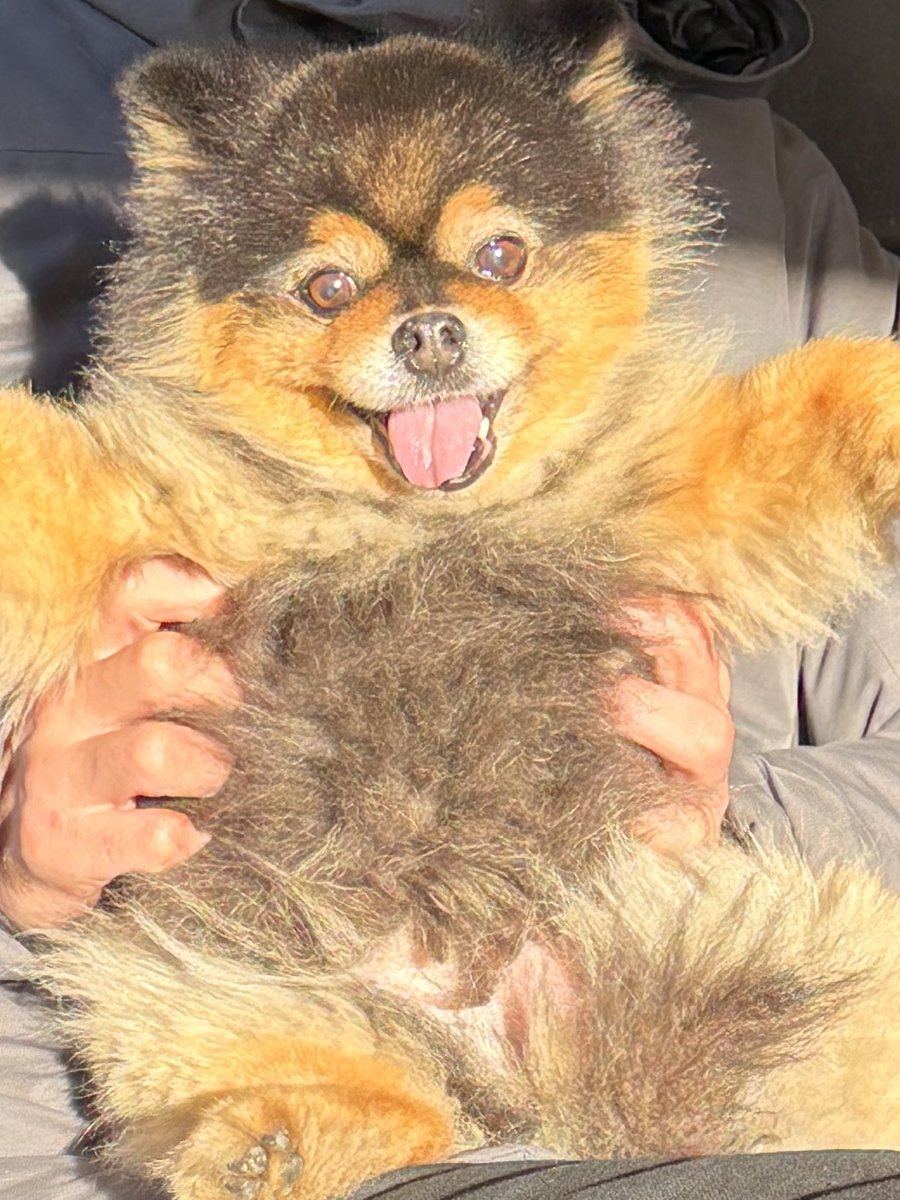 たろ吉(メスのポメ)の飼い主 (@kyabetubatake) / Posts / X