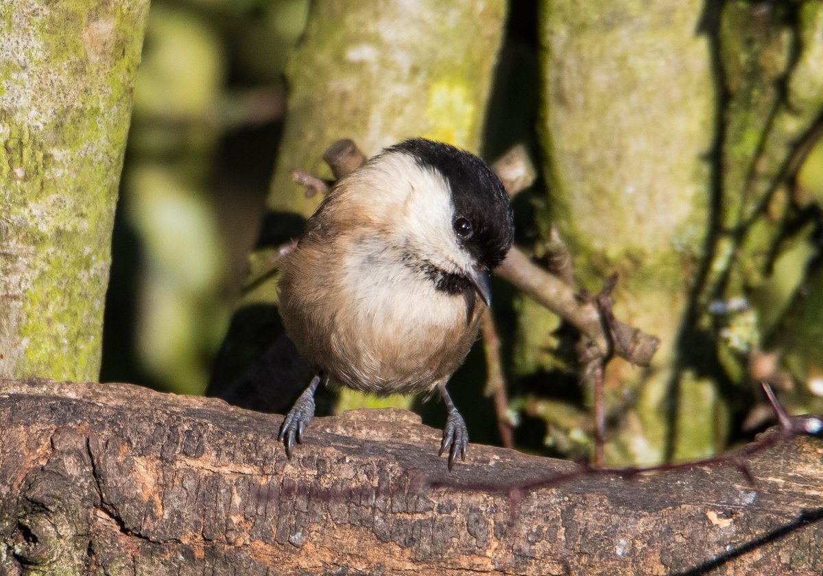 onemantess's tweet photo. #34 on my #2026SF pic list Willow Tit at Hurworth Burn  @DurhamBirdClub https://t.co/WLsW1aEG0L
