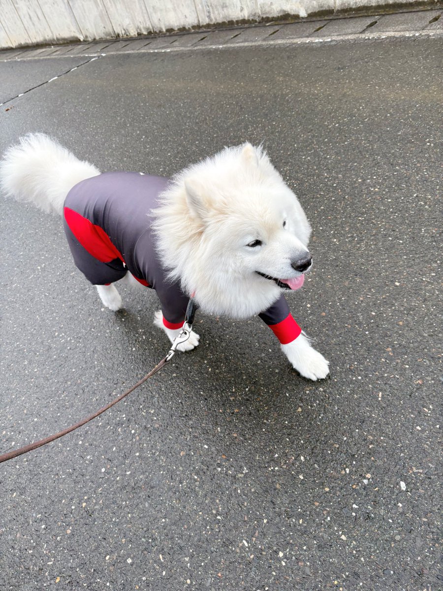 さるえもページ サモエドのサニー (@samoyedsunny) / Posts / X