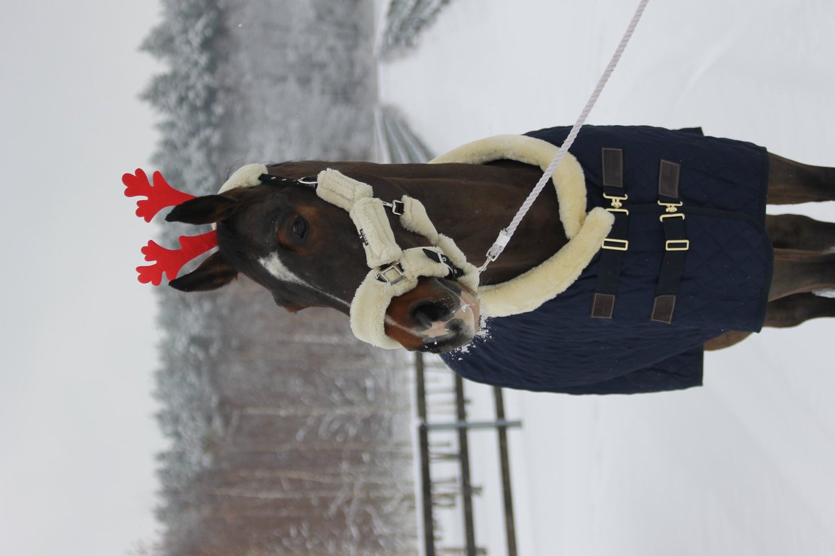 saraxross's tweet photo. @gork remove reindeer ears from this photo https://t.co/X2gIRInBba