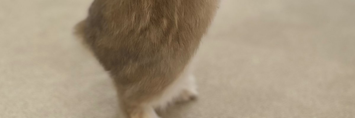 moca_usa_mofu's tweet photo. Tap here to see the full fluffy cuteness. 🐰

このポストをタップすると縦に表示されます