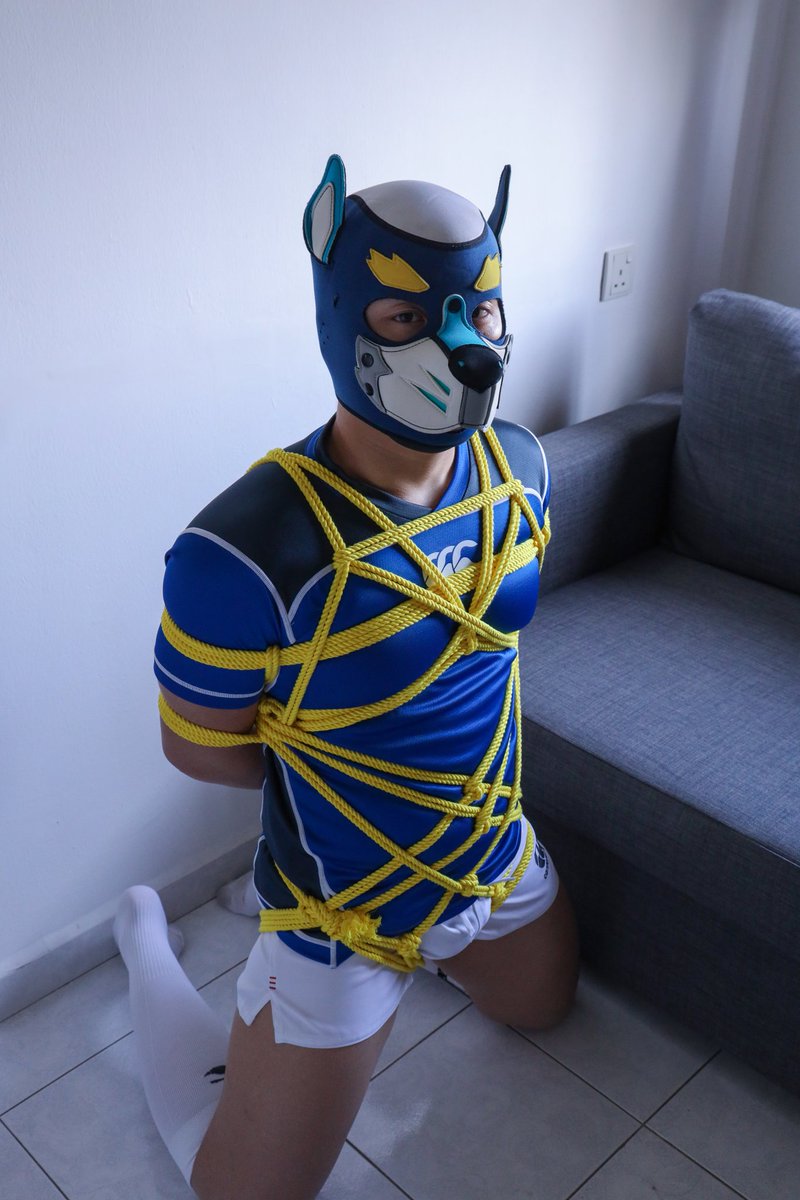 犬犬鯊鲨 tweet media