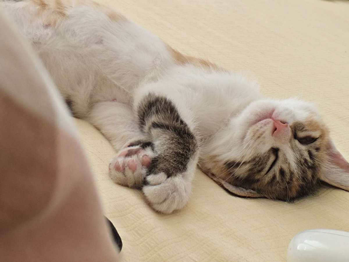 2026貓砂推薦，PTT/Dcard 網友推哪款？15款礦砂/豆腐砂評價總整理- HeroMama, image size:1200x900