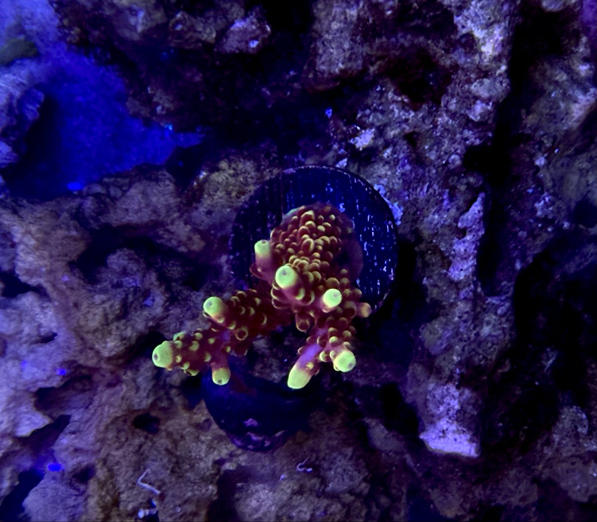 Blue_aqa's tweet image. 🎍福袋第一弾🧧
アクアステージの高級ミドリイシ福袋届いたのょ
まさかのCherryBombとfox flameで気絶しそう🤣
もう今年の運残ってないかもww