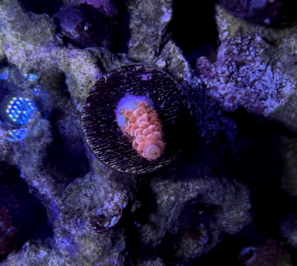 Blue_aqa's tweet image. 🎍福袋第一弾🧧
アクアステージの高級ミドリイシ福袋届いたのょ
まさかのCherryBombとfox flameで気絶しそう🤣
もう今年の運残ってないかもww