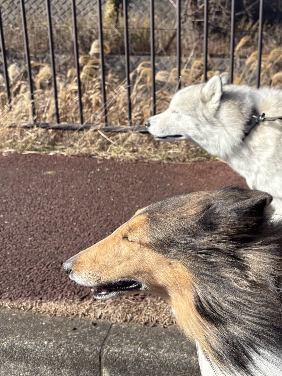 さくさく半田 (@sakusaku_handa) / Posts / X