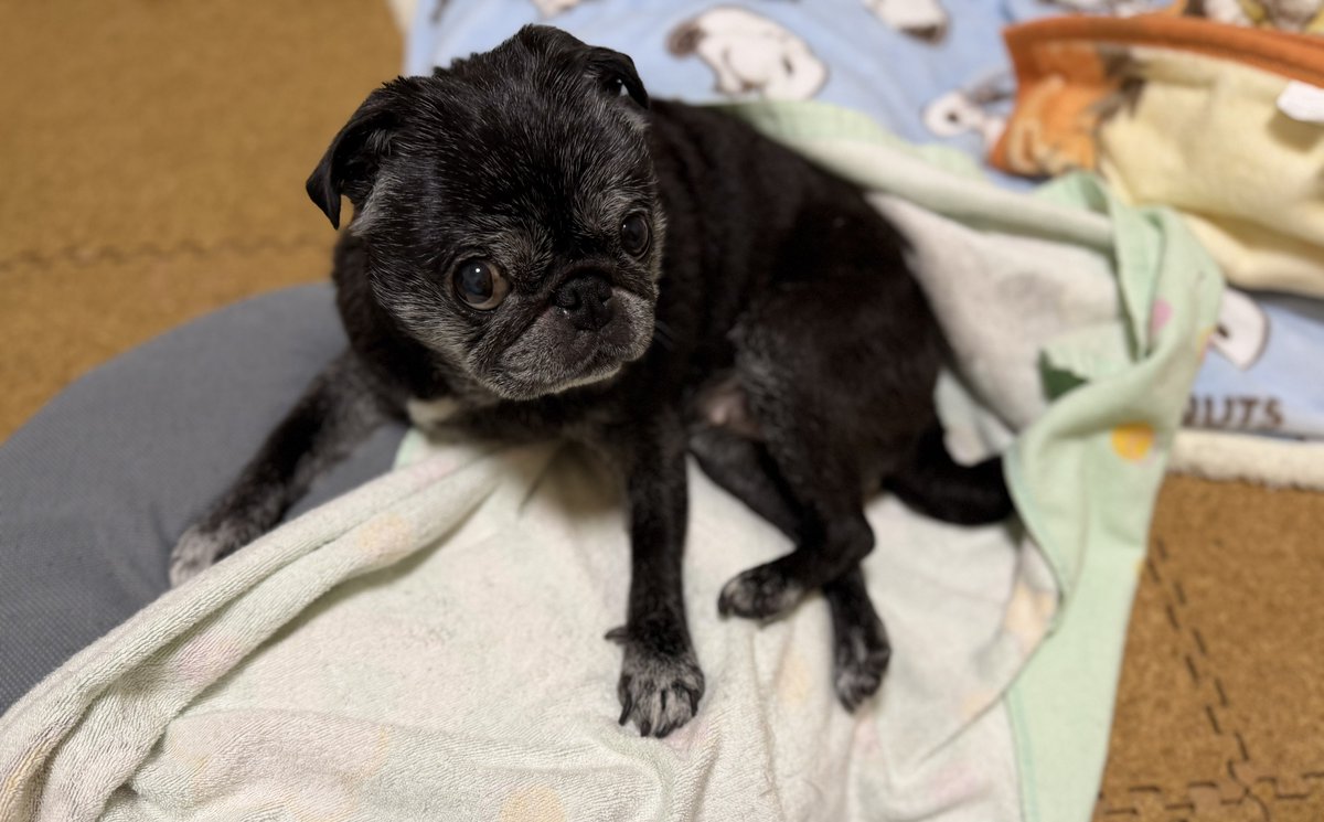 おシャン終了🧴 タオルケット取ったらせくしー✨🐶笑 #パグのあん