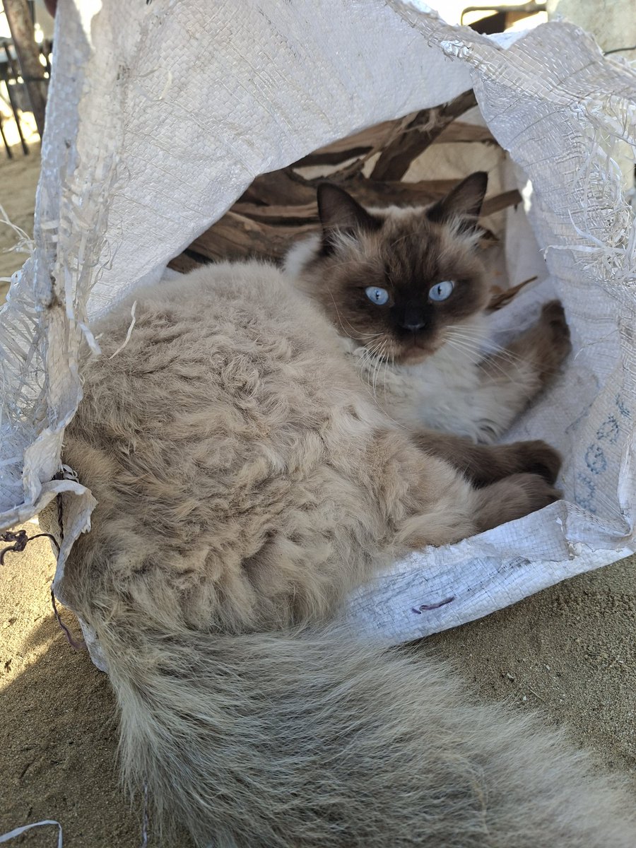 Misho is still alive in Gaza