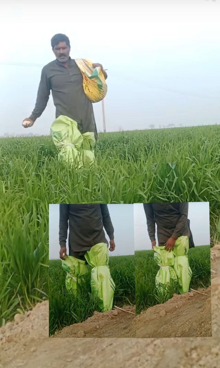 اتنی سخت سردی میں کسان بے چارہ کتنا مشکل سے اپنی فصل کو تیار کرتا ہے، اور جب فصل پک کر تیار ہو جاتی ہے تو ریٹ کسی اور کے فیصلے سے ملتا ہے، ہوتا یہ ہے کہ چھ ماہ محنت کرنے کے بعد مشکل سے وہی خرچہ نکلتا ہے،، اور زبردستی سے کسان سے چھین کر سٹاک کر لیتے ہیں.