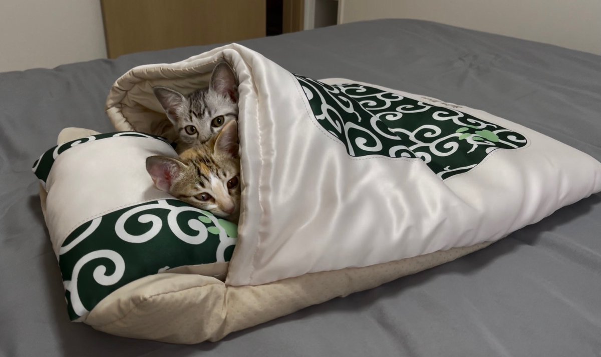 ゆう (@CanYu2377) / Posts / X