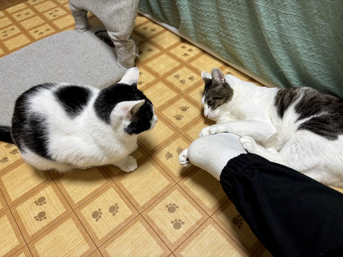 猫のケンカに飼い主（の足）を巻き込まないでもらいたい