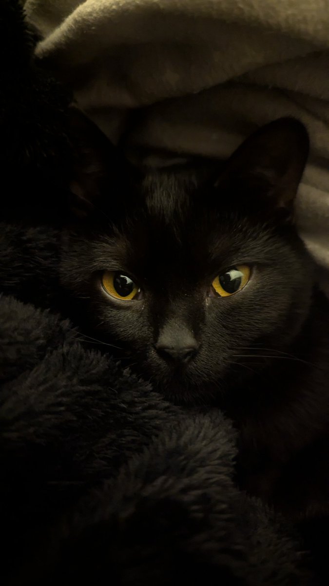 ✨ TheUnusualLee✨ tweet media