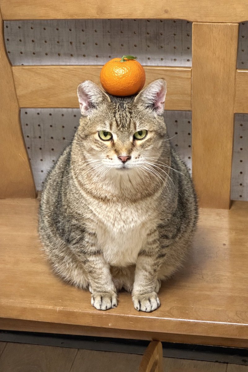 にゃんこカフェ(譲渡型保護猫カフェ) (@nyankocafe22) / Posts / X