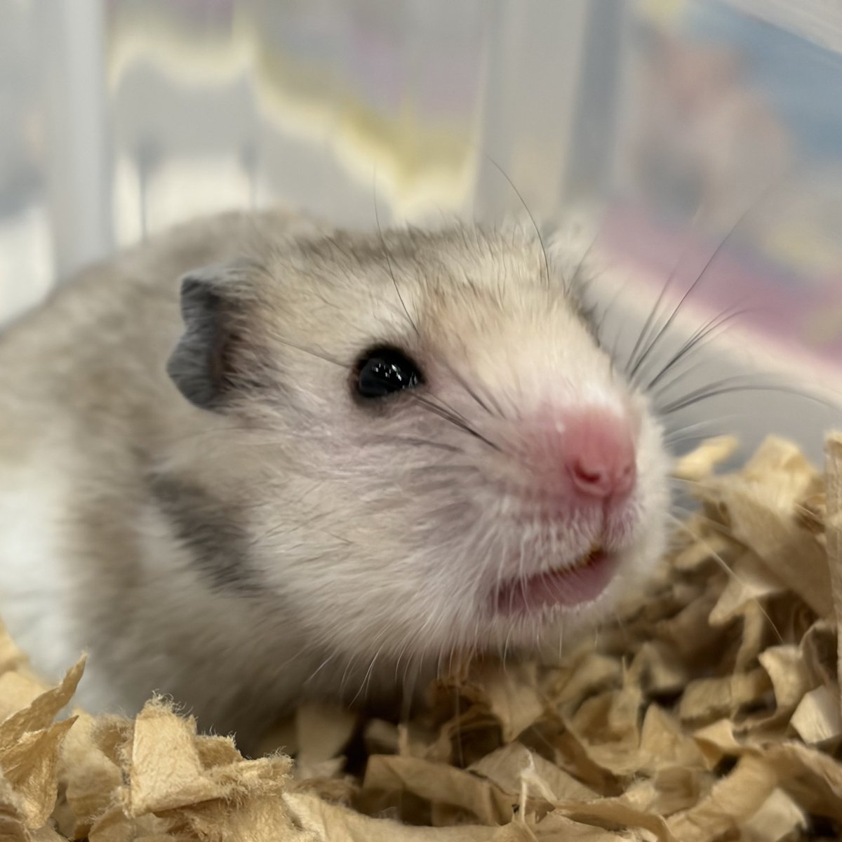 🐹Forest Life × PROP🐰

コラボイベントも
残り2日となりました🥹

可愛いハムたちや
うさぎ🐰、アフリカヤマネなど
まだまだご家族募集中です‼️
 #ハムスター
 #ネザーランドドワーフ
 #うさぎ