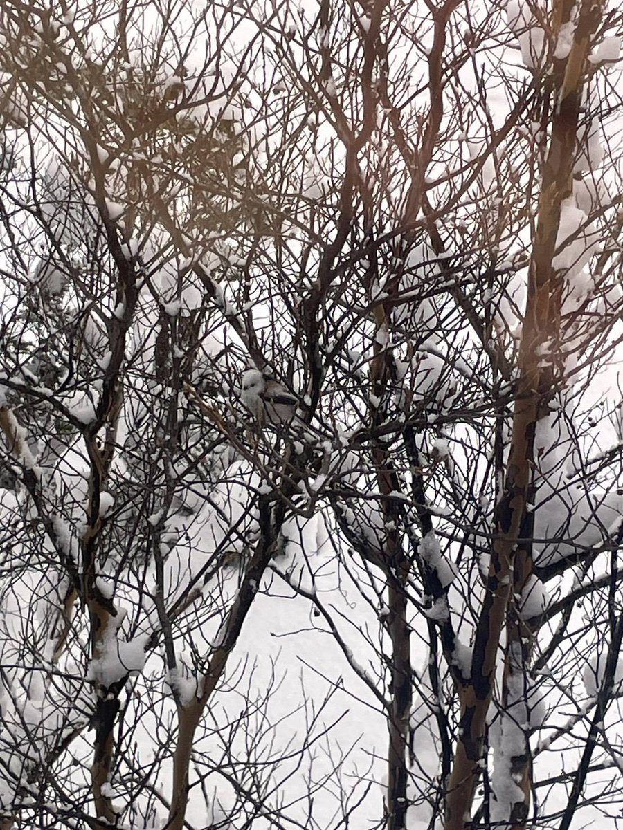 asari_classe's tweet photo. 雪の妖精シマエナガが敷地内に遊びに来ました♪
冬になると朝里クラッセホテル近辺でも目撃情報がちらほらと出てくるので、滞在中、もしかしたら出会うこともあるかもしれませんね！
画像二枚目を見ると雪と木の枝に対する擬態能力凄い！

ちょっとぶれてますが動画は↓
https://t.co/G0CLFopUAV https://t.co/vLcIJtaiVm