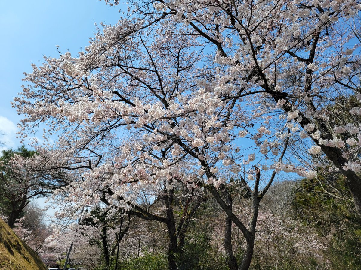 rf_72018's tweet photo. 四季〜 https://t.co/Rtt3hiTG2r