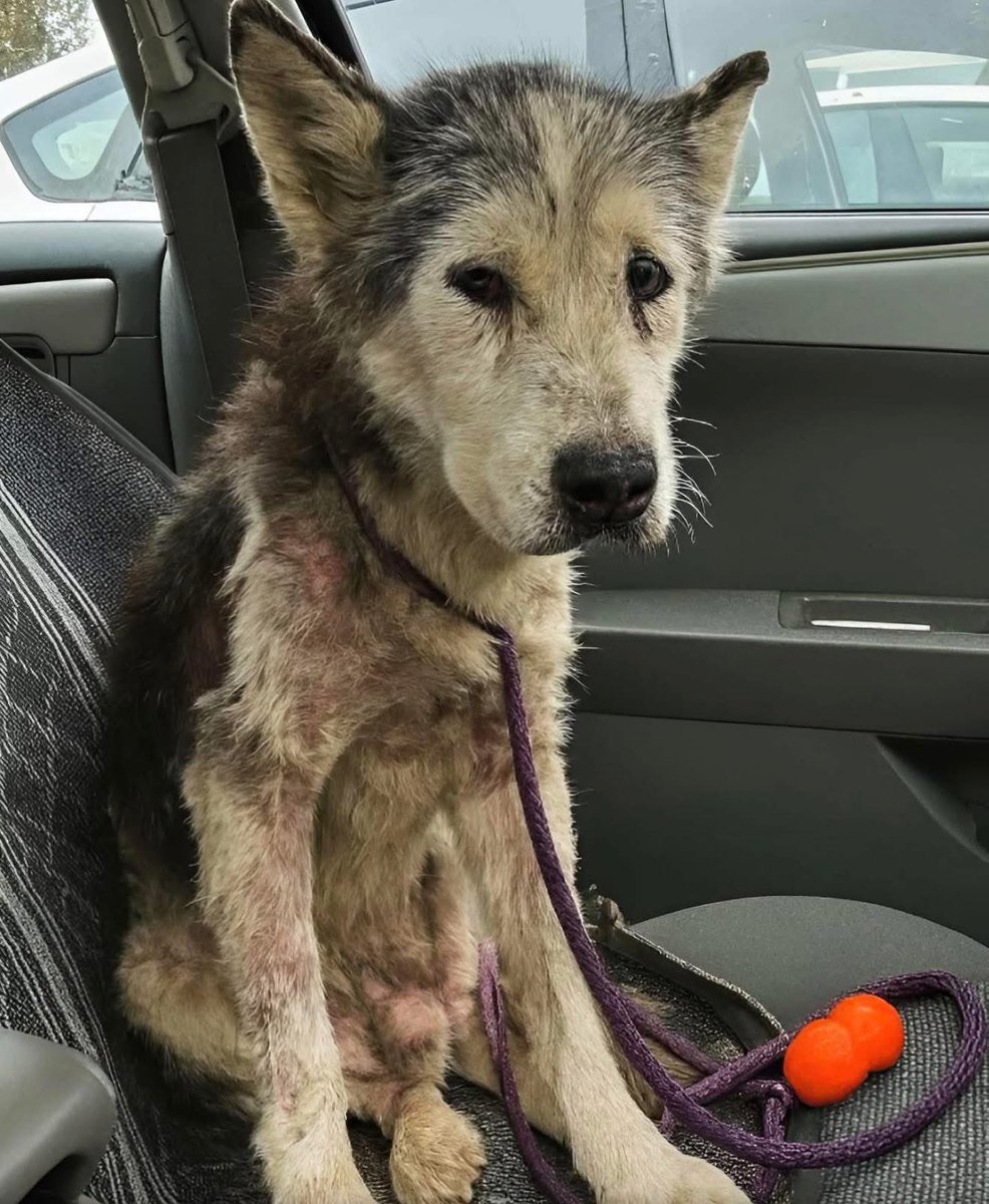 Story: I brought a senior Husky home today, and the second he settled into the back seat, the whole world went quiet.

No barking. No pacing. No nervous circling like most dogs do when everything is new. He just sat there, perfectly still, and his eyes started to water until