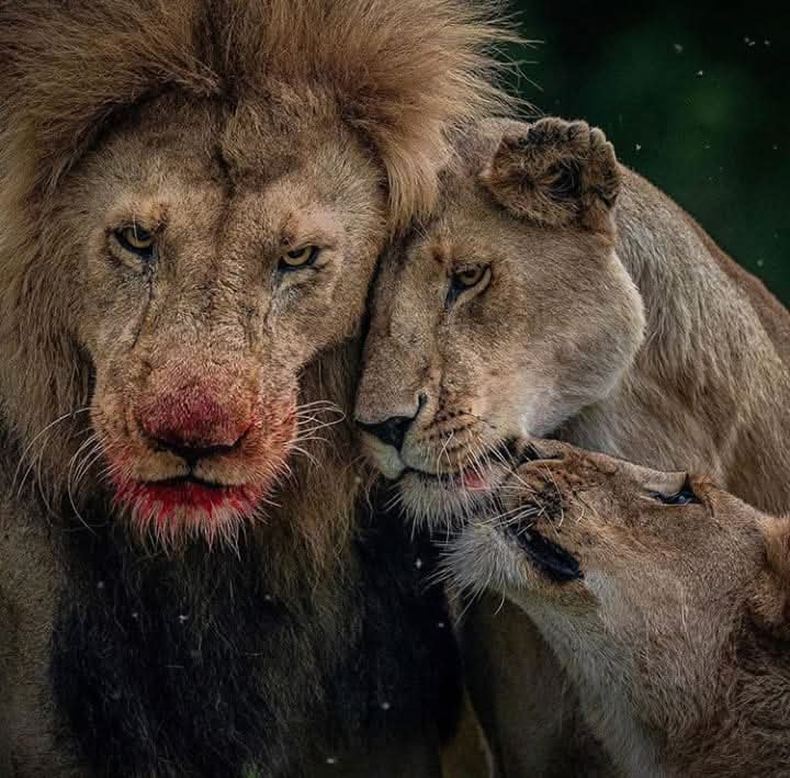 ElUltimoRay's tweet image. Buenos días.