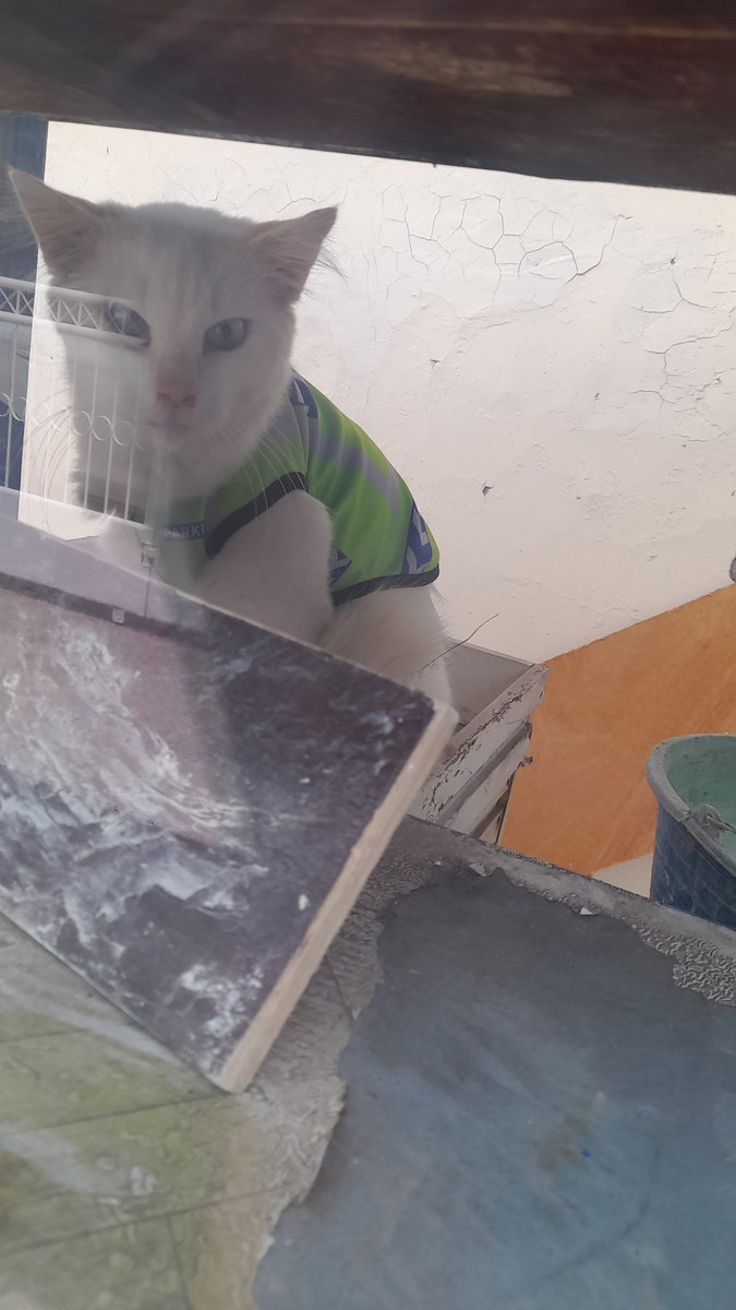 aneimoia's tweet image. Kucing2 aneh yg aku temukan di jalan