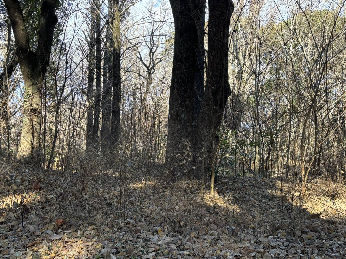 ど〜こだ
#雑種犬