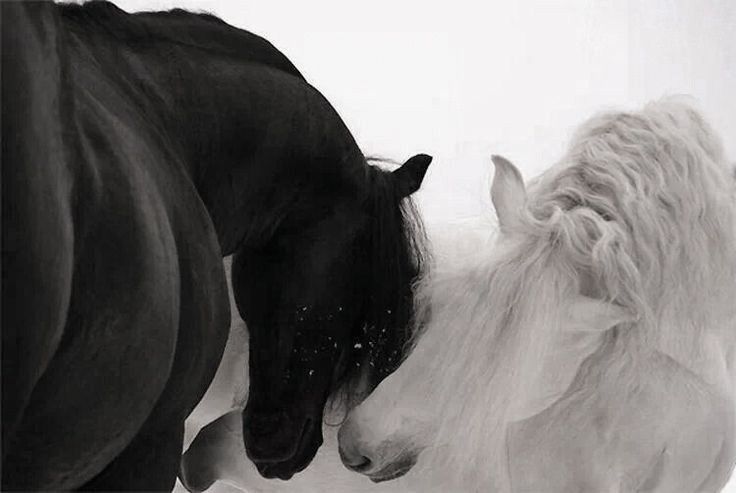 swordd's tweet image. 