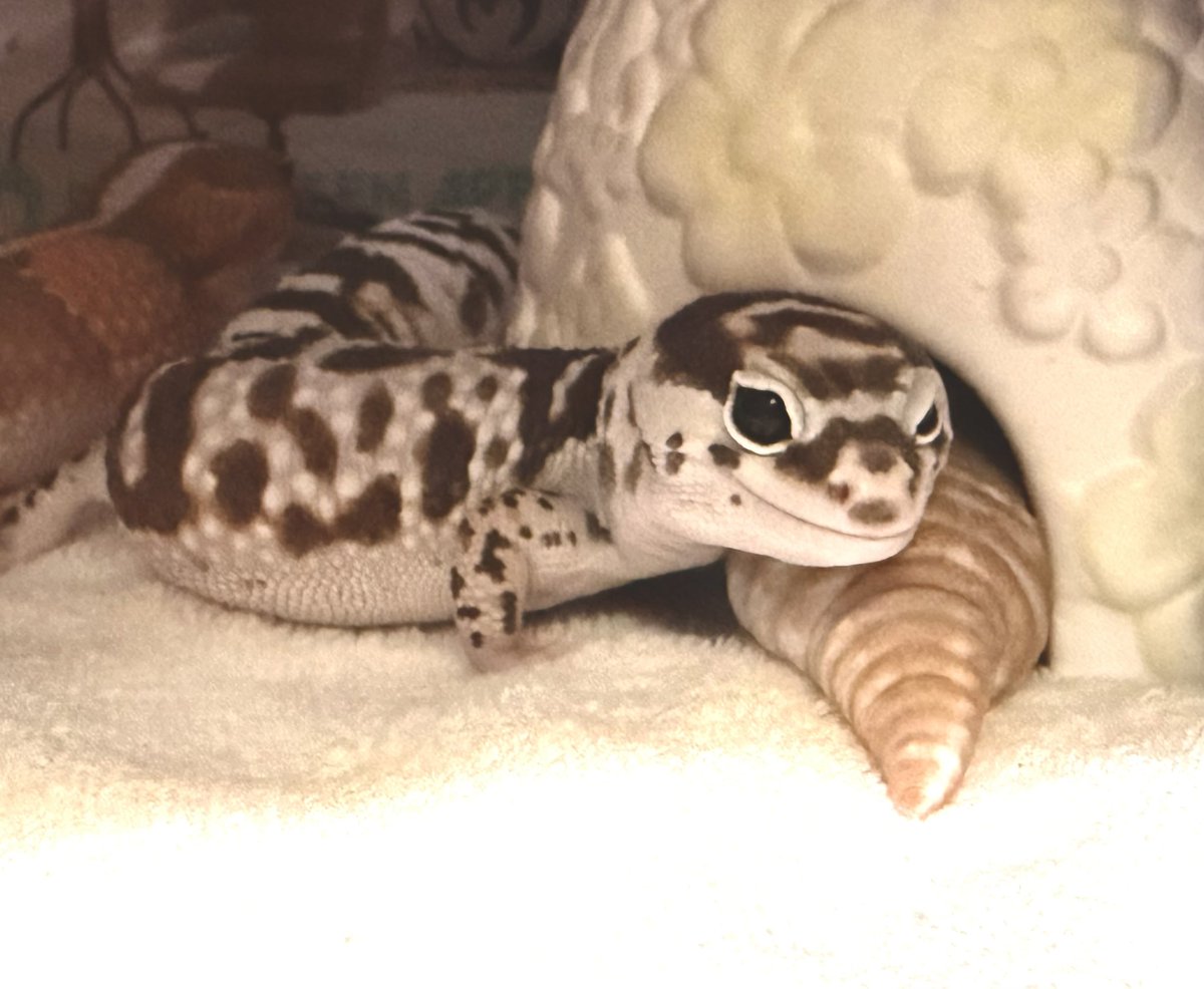 Rose_LD@ ⋆*❁*⋆ฺ。*🥀 tweet media