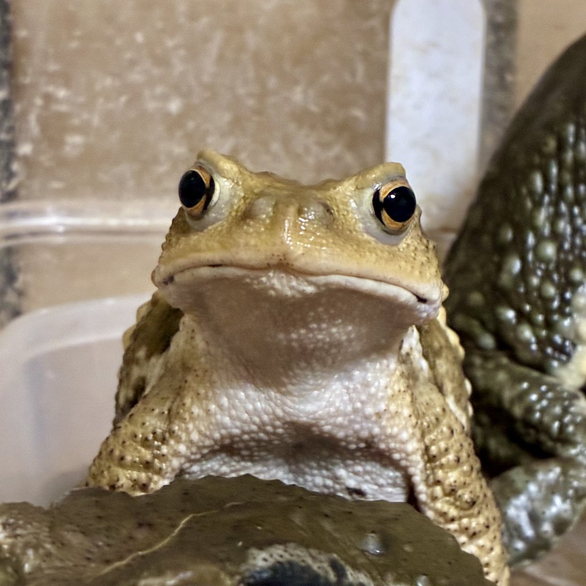 liarwhale's tweet photo. ベアフロフードを用意し始めた時の顔なんだけど、明らかに反応違くない?笑
みんなこんな感じで待ってた。
ベアフロさん、これ何入れてるの笑
チュールくらい反応違う笑
#bearsfrog https://t.co/nh6gWdOcTa
