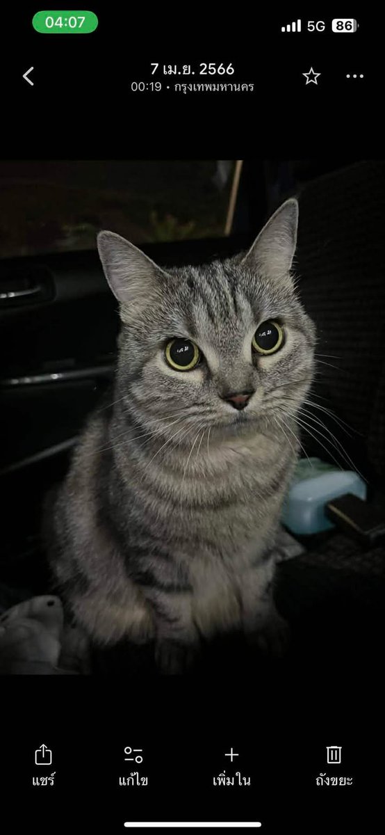 Catster & Co บ้านพักพิงแมวจร tweet media