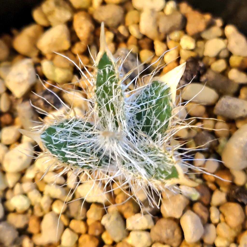Plantsman_jp's tweet photo. #Gethyllis setosa
ビッグバザールで見つけた実生株 https://t.co/eTMvKXJAuE