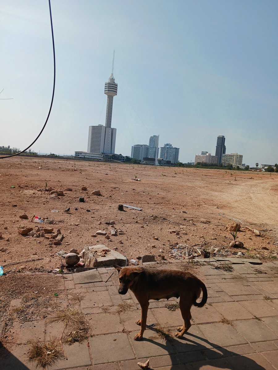 _p_ms's tweet image. お散歩

暑いね
 #パタヤ