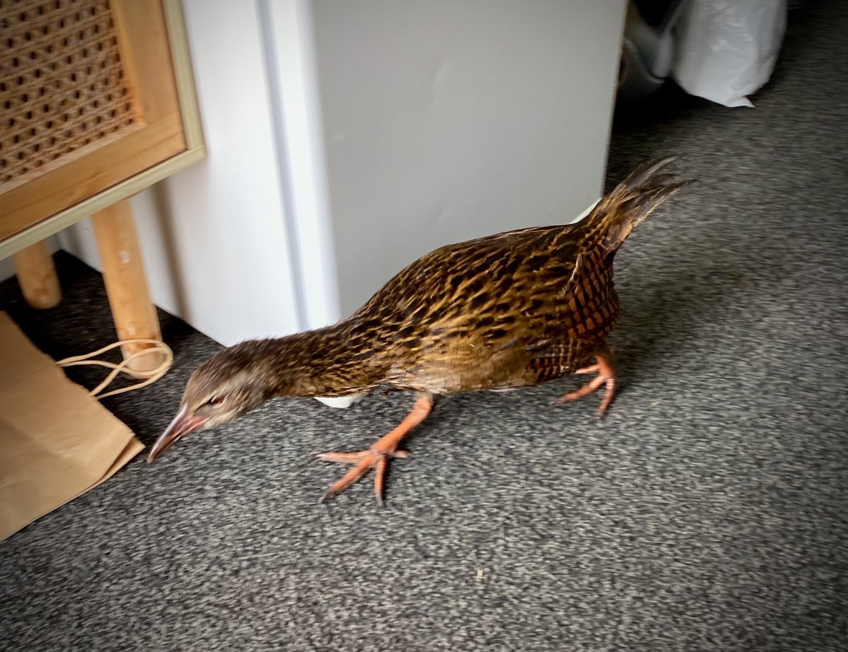 tonesdot's tweet image. in other news today i got mugged by a weka