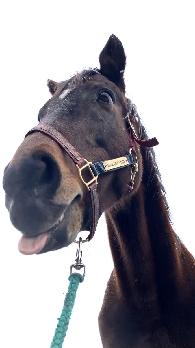 しろまる (@shiro1maru) / Posts / X