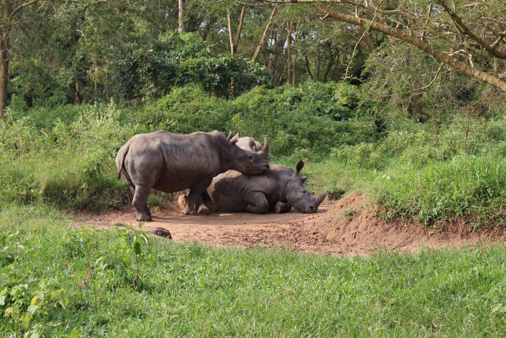 DagizTravel's tweet photo. 🦏 Uganda’s rhinos are back!
Track these gentle giants on foot at Ziwa Rhino Sanctuary, the only place to see rhinos in Uganda 🇺🇬
A true conservation success in the Pearl of Africa.
#RhinoTracking #Big5Uganda #DagizTravel #ZiwaRhino https://t.co/4F6rQpGbmx