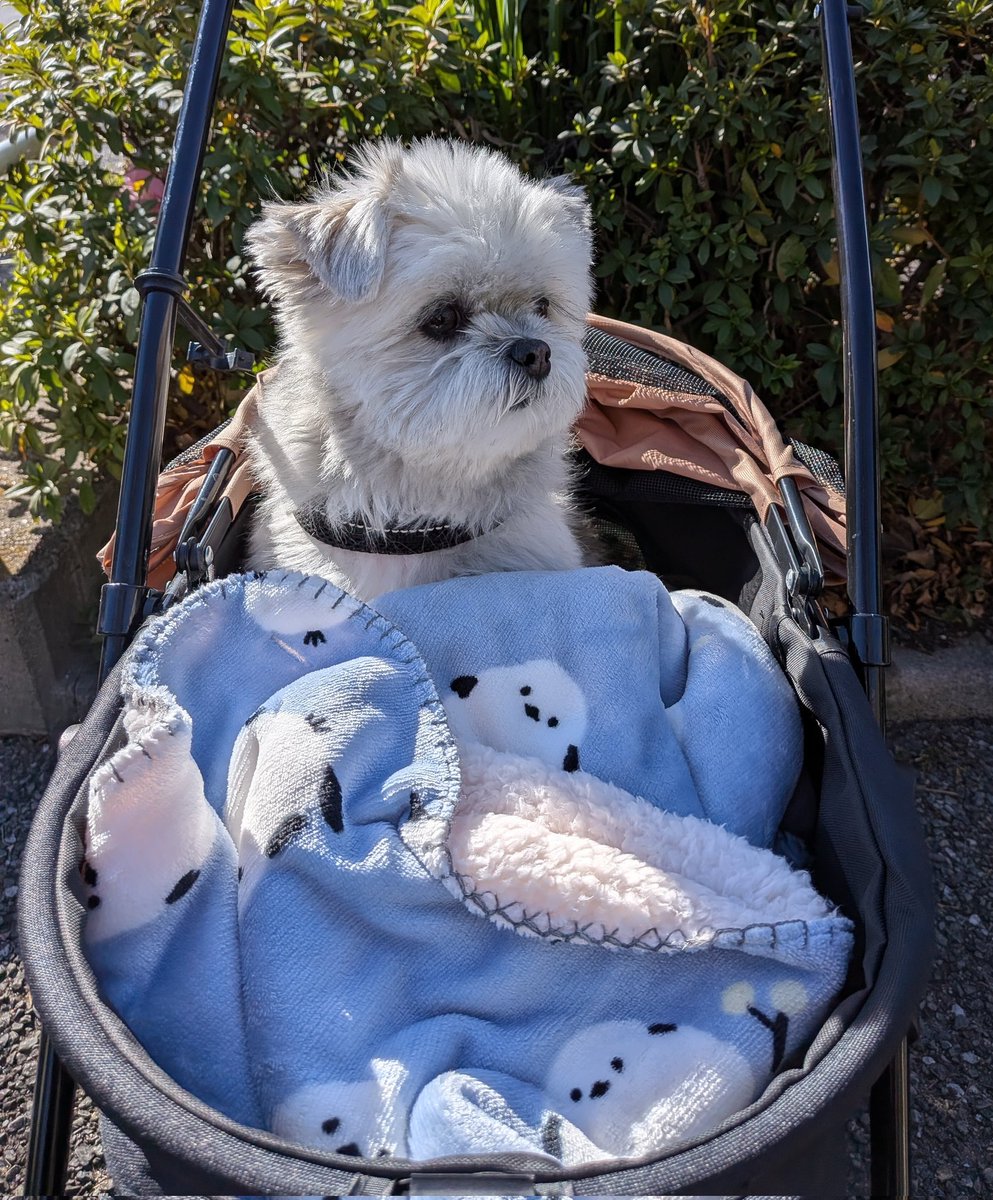 ポメシー🐶ごんぞう (@0305Gonzo) / Posts / X