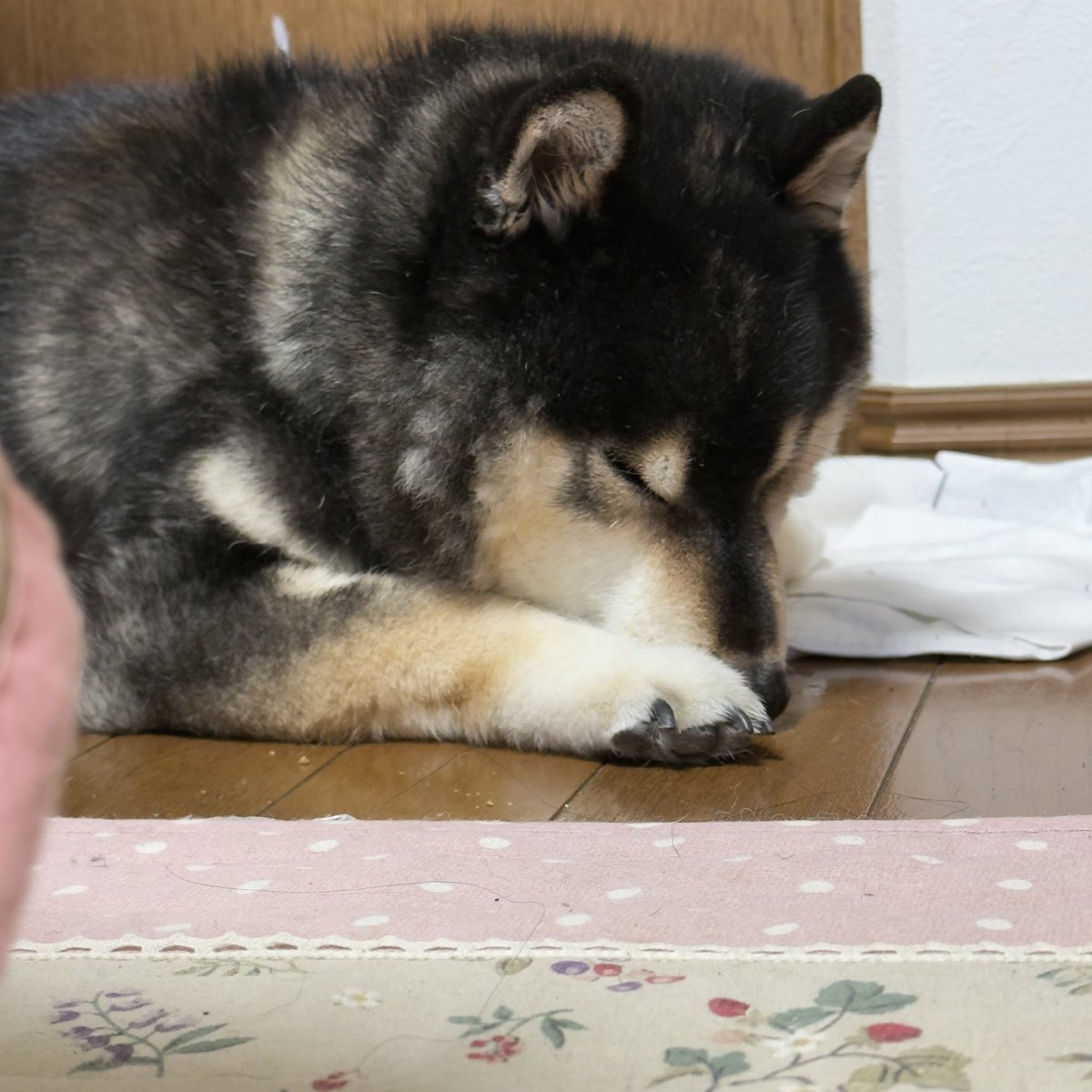 v_code_02's tweet image. うと、うと。

久しぶりにクレート外でうとうとしてるおじじちゃん。

かわよし。