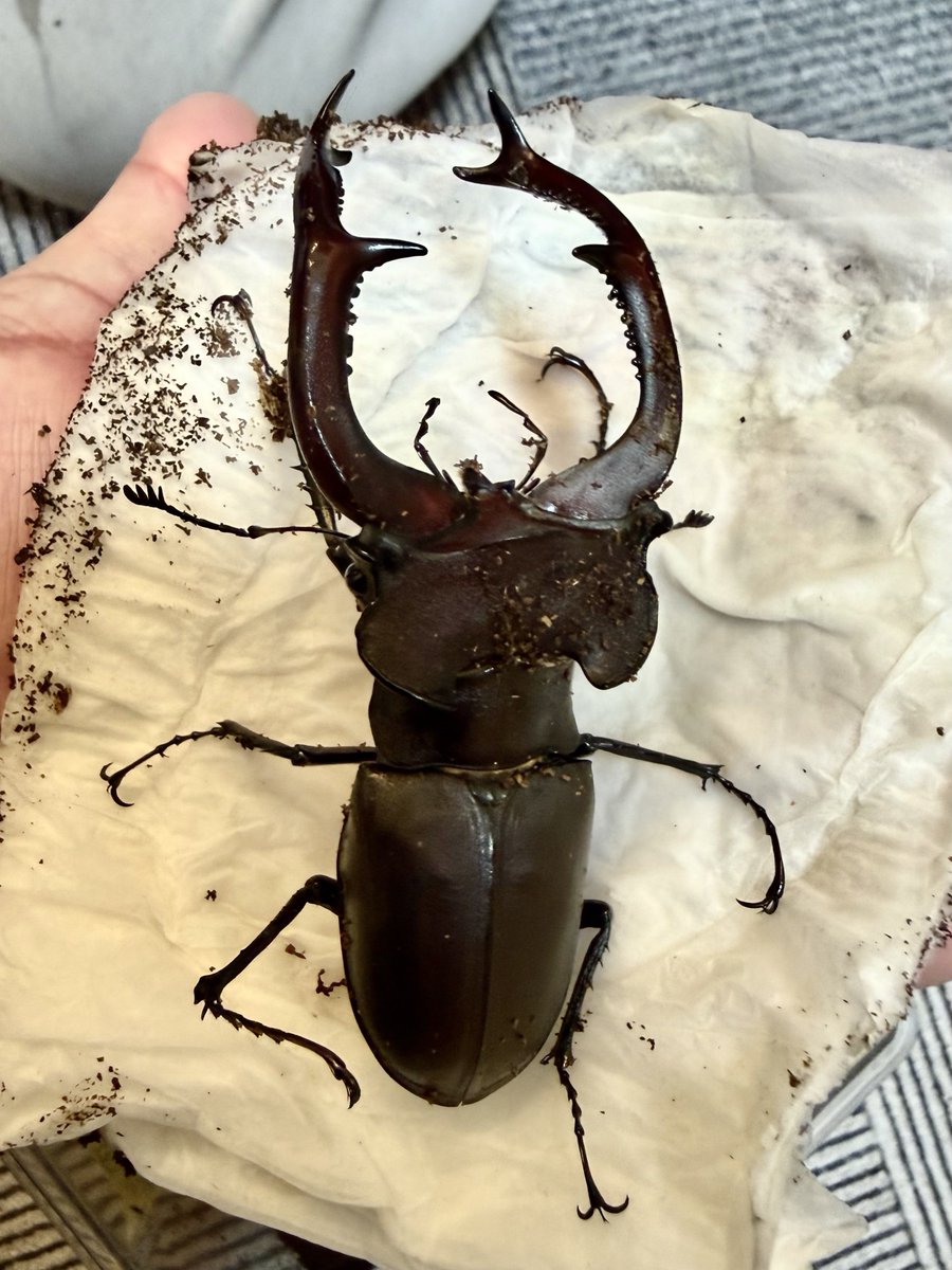 アカメ (@Akavette_427) / Posts / X